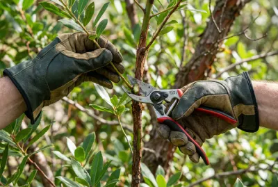 Mains gantées taillant un arbousier au sécateur
