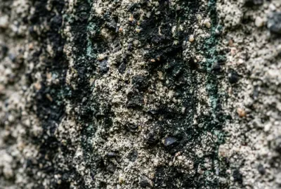 Gros plan sur une façade avec des taches noires de cyanobactéries
